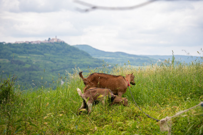Belveder Motovun - holiday home with heated pool, Pigini - Motovun, Istria Livade