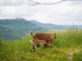 Belveder Motovun - holiday home with heated pool, Pigini - Motovun, Istria Livade